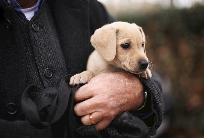 Prostat teşhisinde köpekler kullanılıyor!